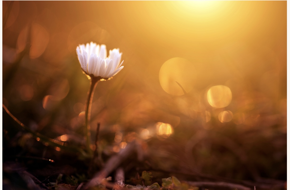 white flower in field